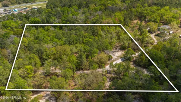 a view of a yard with plants and large trees