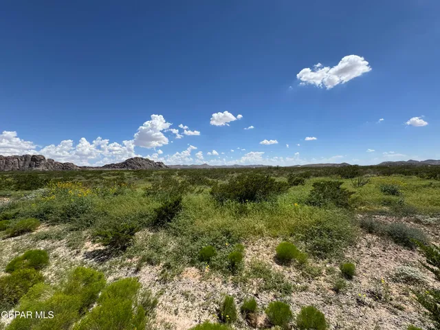 a view of a flower in a field
