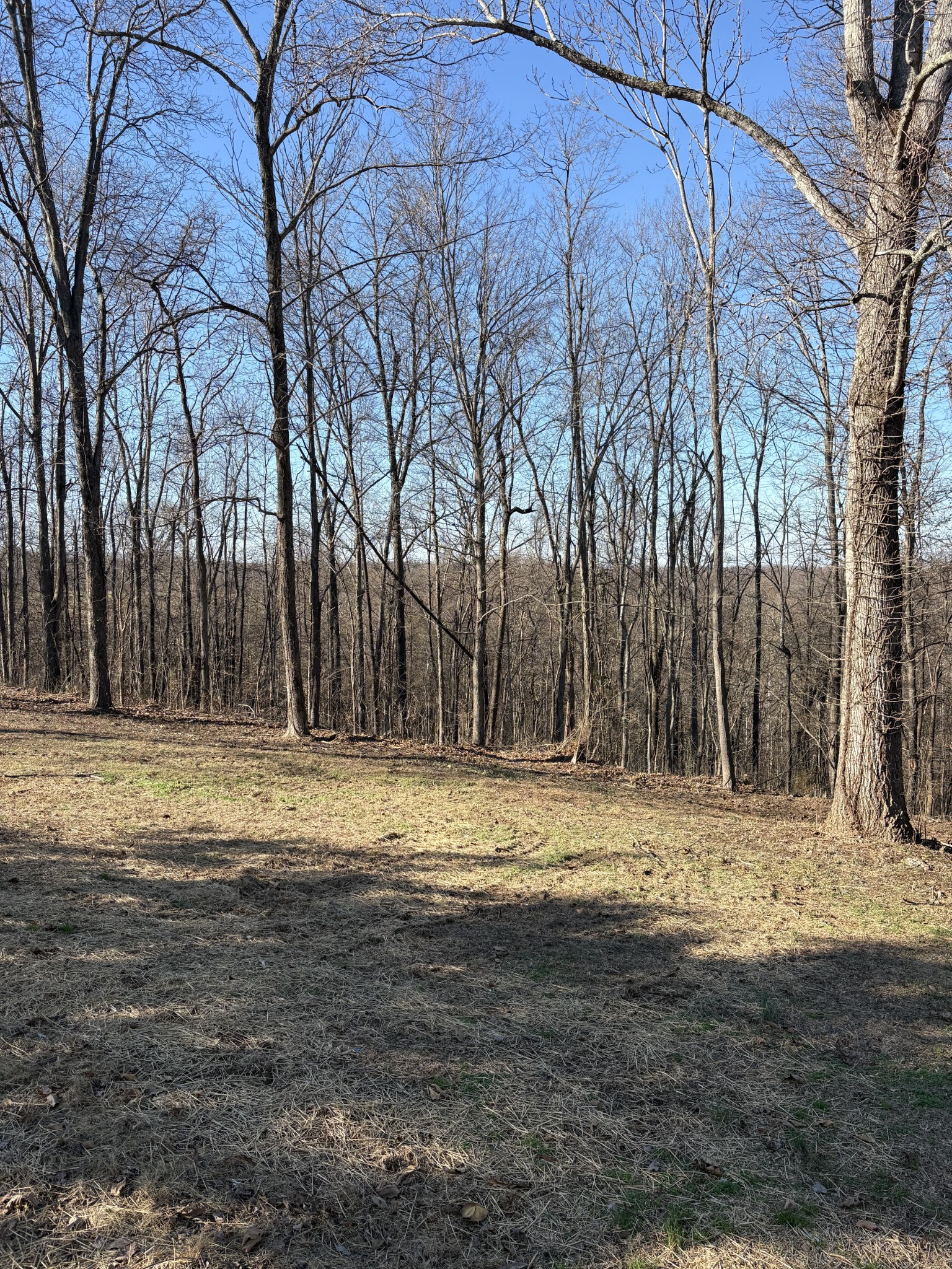 1358 Hurricane Ridge Road Smithville, TN 37166 - Photo 25 of 29 a view of a yard with trees
