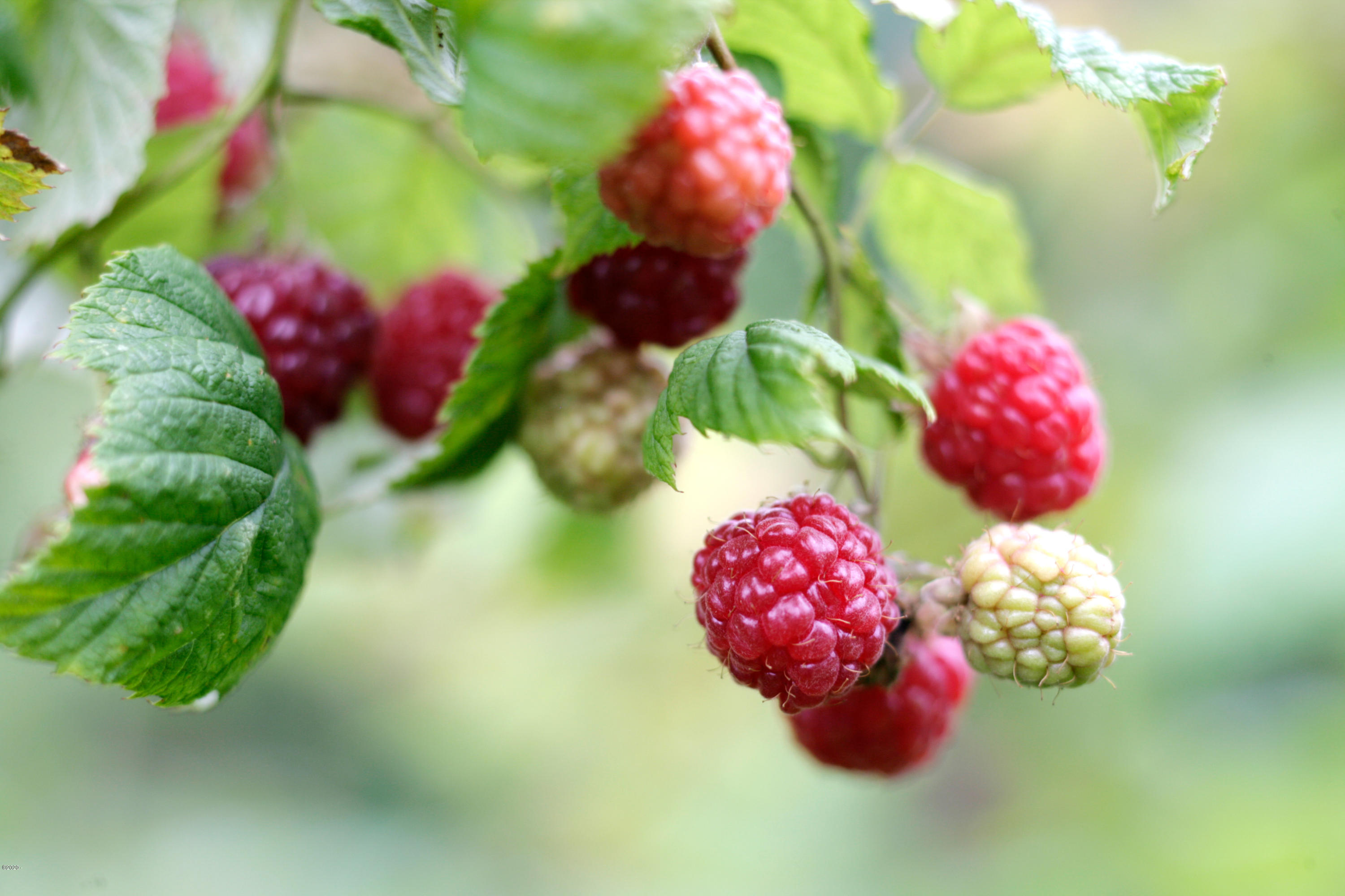 1266 North Yachats River Road Yachats, OR 97498 - Photo 62 of 79 Berries