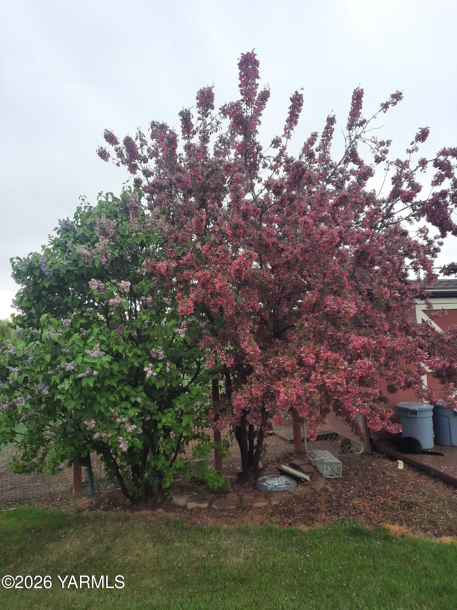 168802 West Johnson Road Prosser, WA 99350 - Photo 46 of 47 anderson trees
