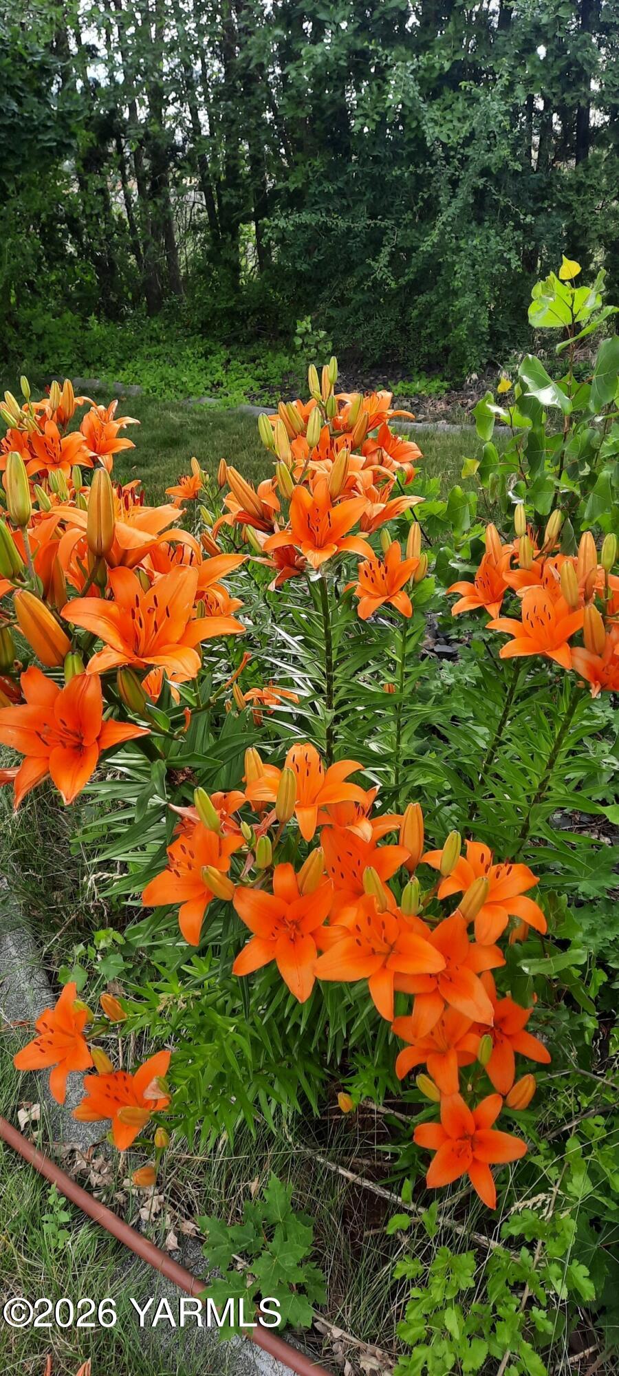 168802 West Johnson Road Prosser, WA 99350 - Photo 47 of 47 anderson lilys