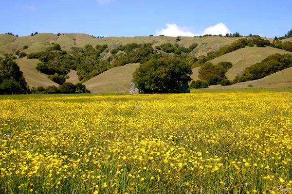 $1,299,000 | 1 Alamo Way, Lagunitas, CA 94938