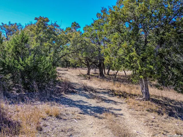 a view of a dry yard with trees