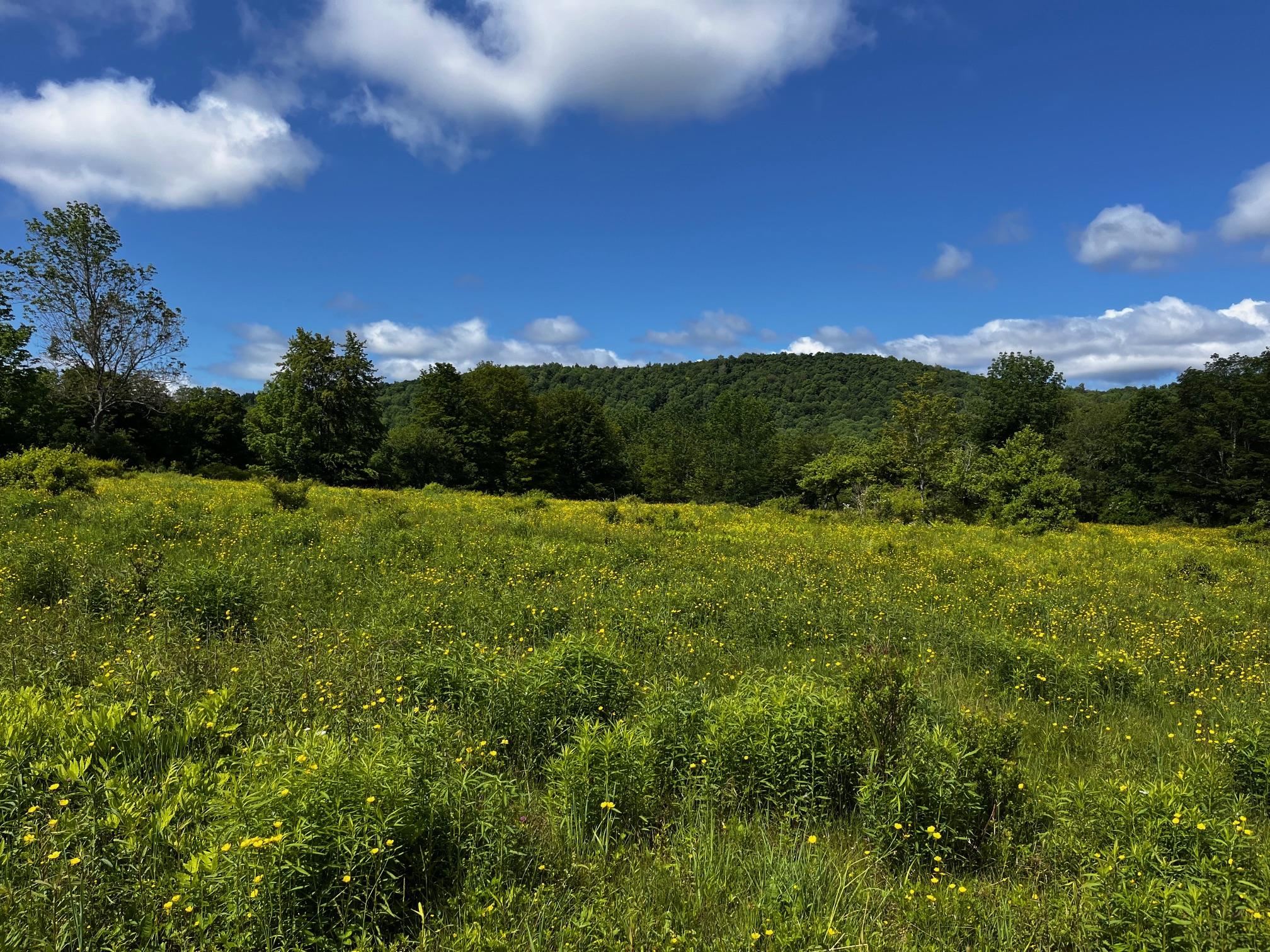 0 Stimpson Hill Road Whitingham, VT 05361 - Photo 1 of 1