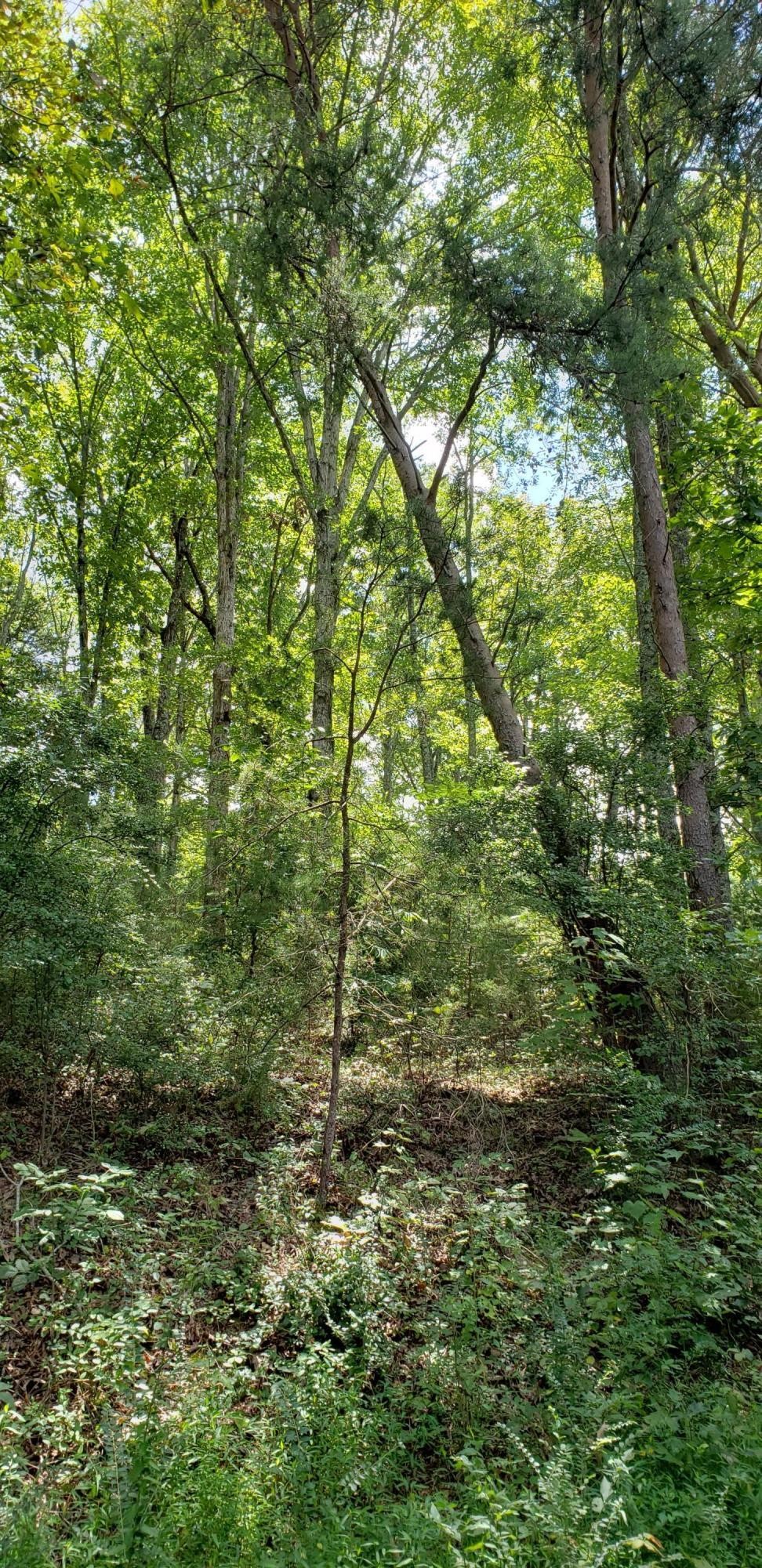 0 Treeline Drive Dunlap, TN 37327 - Photo 2 of 10