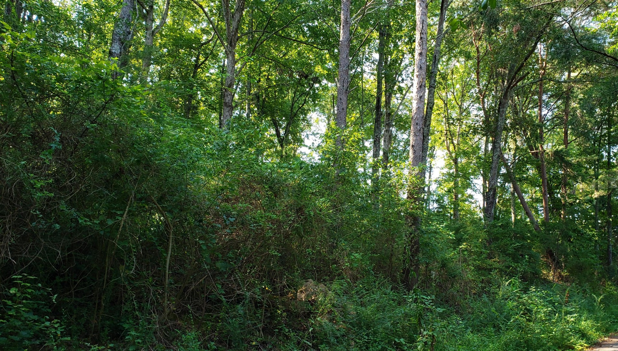 0 Treeline Drive Dunlap, TN 37327 - Photo 3 of 10