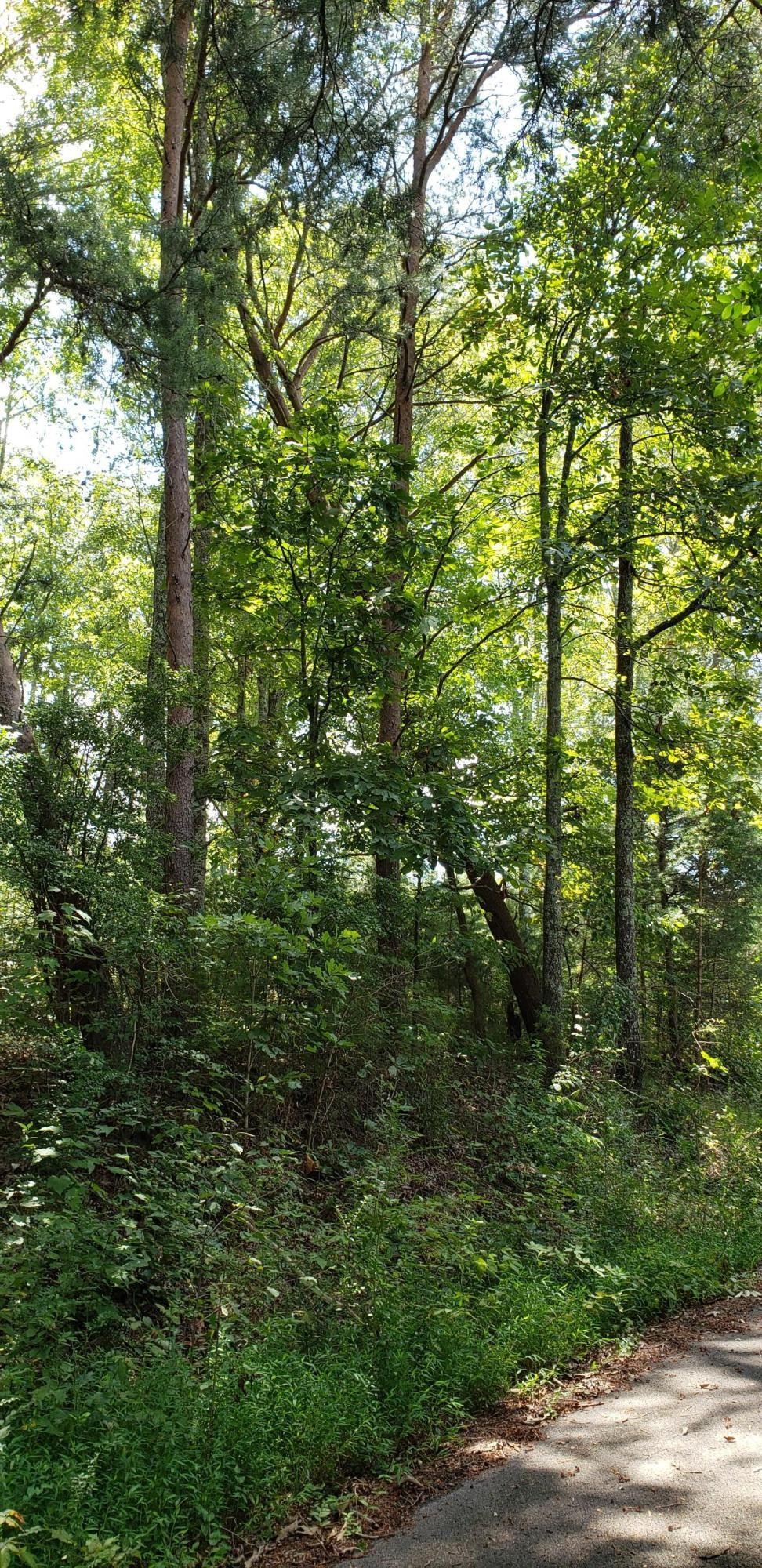 0 Treeline Drive Dunlap, TN 37327 - Photo 5 of 10