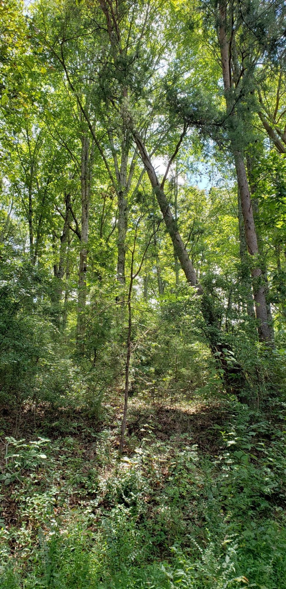 0 Treeline Drive Dunlap, TN 37327 - Photo 8 of 10