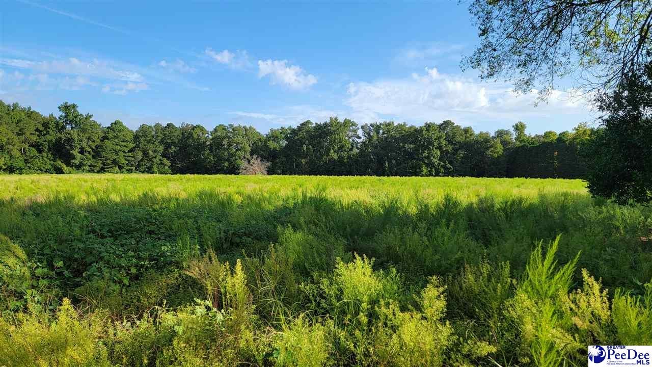 Tbd Cottingham Road Clio, SC 29525 - Photo 6 of 17 Gallery Image 6