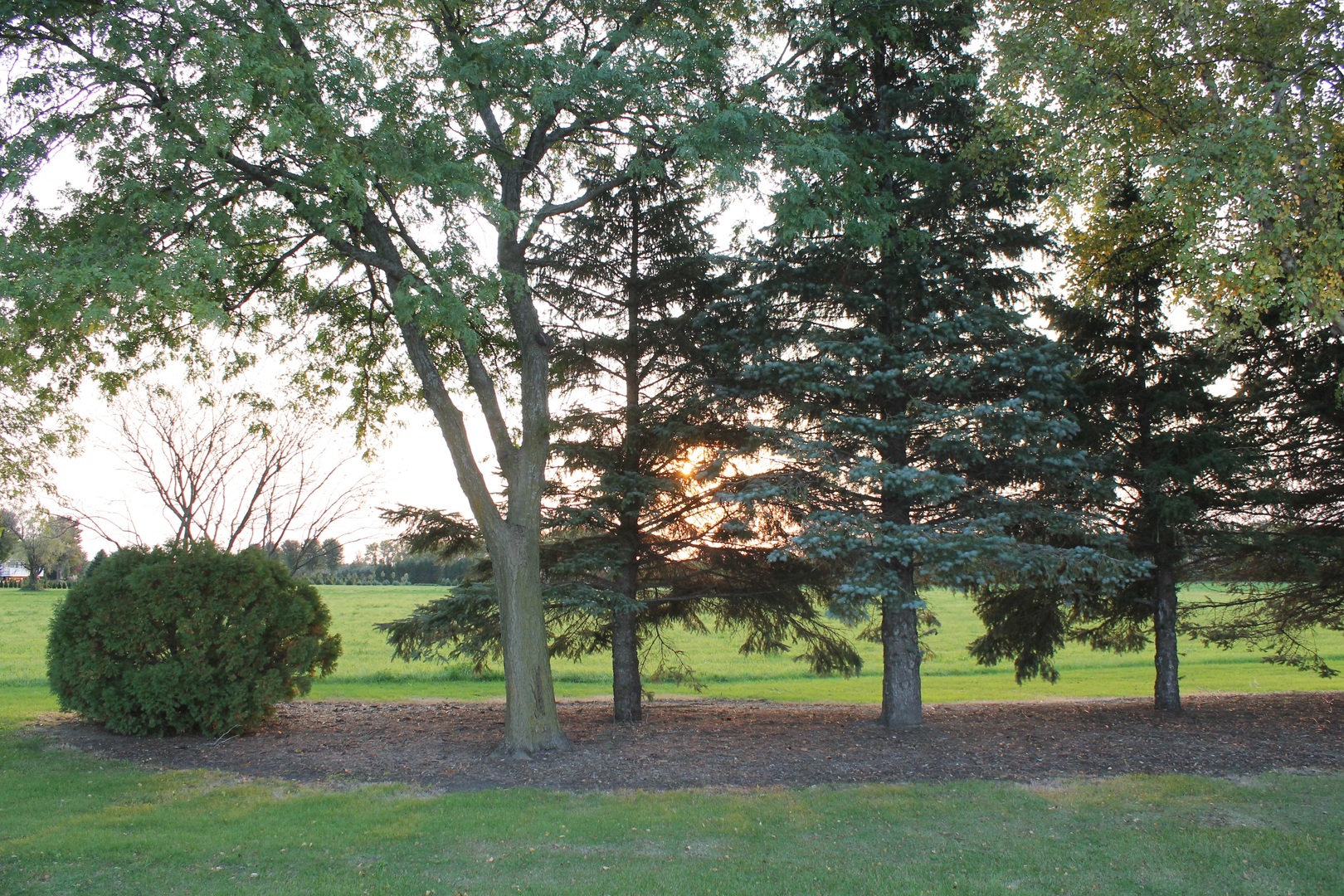 0 Francis Road Maple Park, IL 60151 - Photo 8 of 21 a view of yard with tree