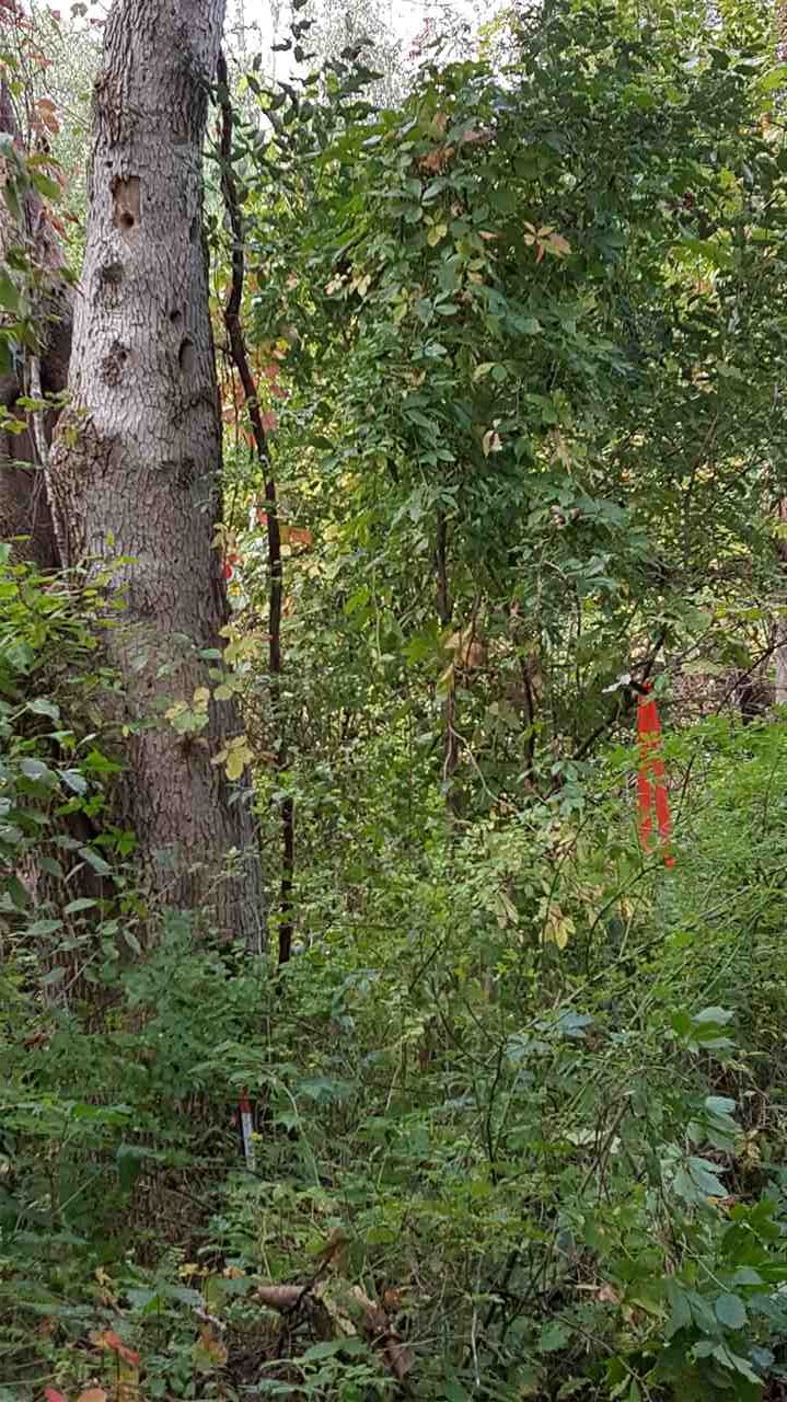 0 North 8 Mile Road, Unit 0N EIGHT MILE ROAD Pinconning, MI 48650 - Photo 3 of 3