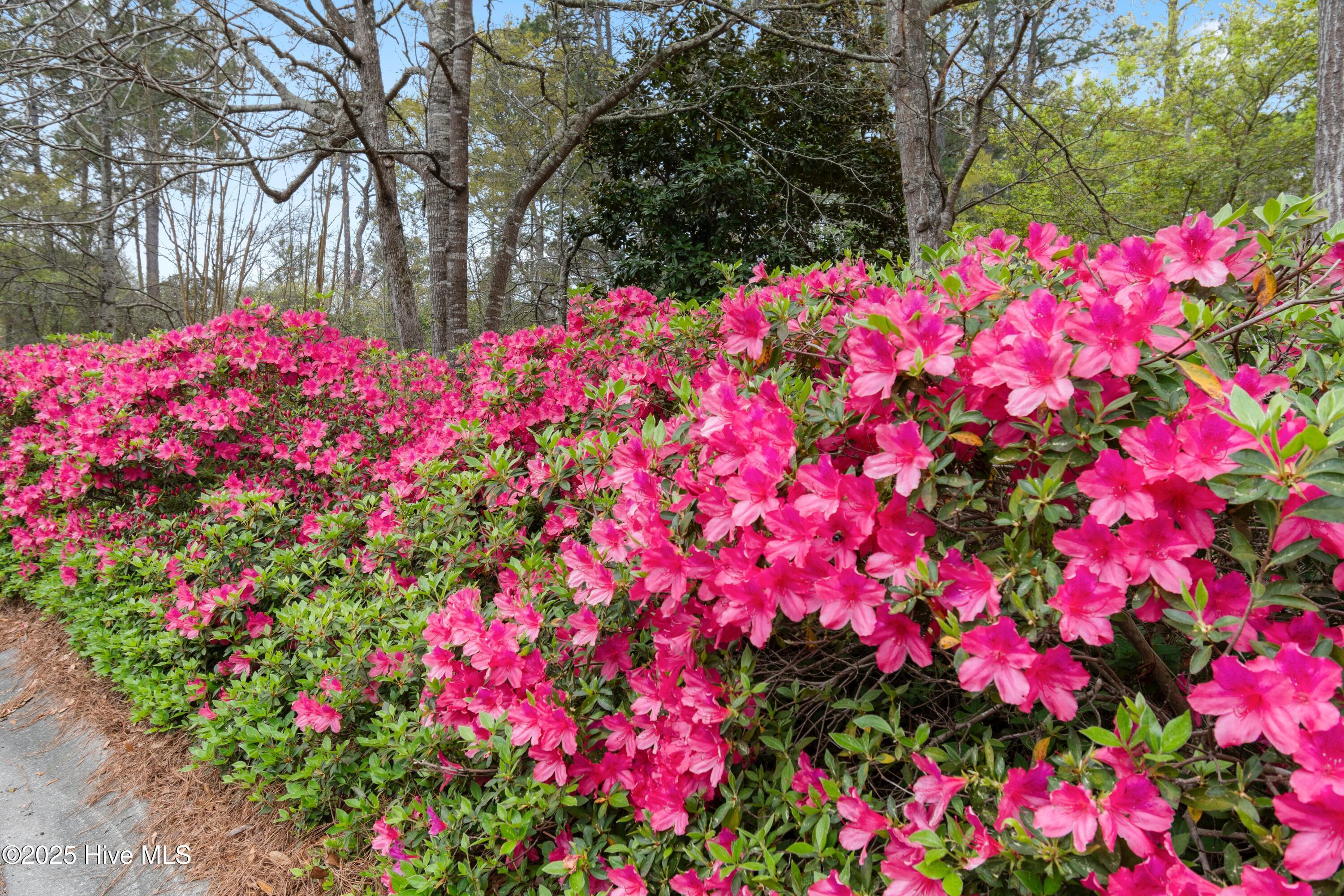 601 River Ridge Road, Unit 4 Shallotte, NC 28470 - Photo 42 of 72 Spring Azelea's