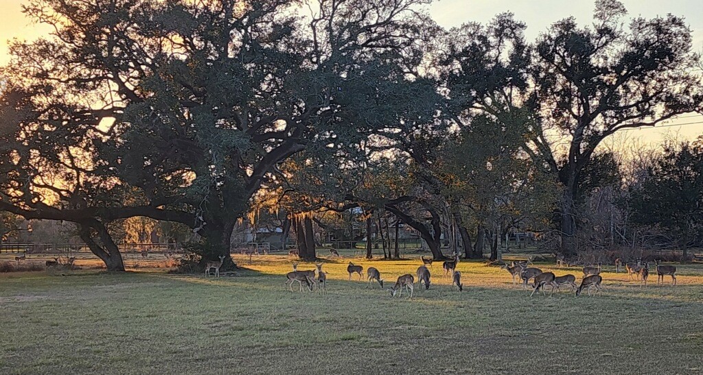 802 Comanche Trail Drive Rosharon, TX 77583 - Photo 5 of 8