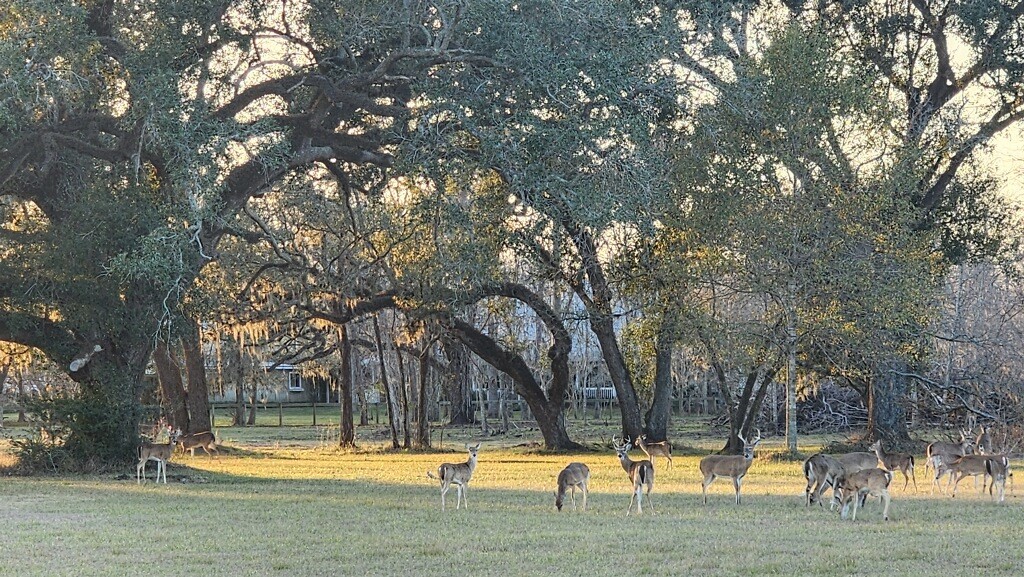 802 Comanche Trail Drive Rosharon, TX 77583 - Photo 6 of 8