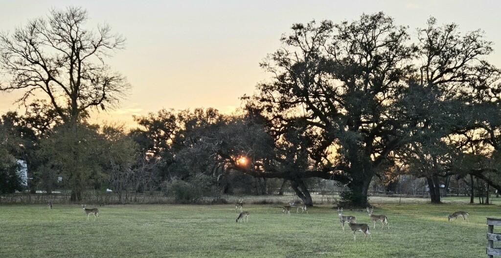 802 Comanche Trail Drive Rosharon, TX 77583 - Photo 7 of 8