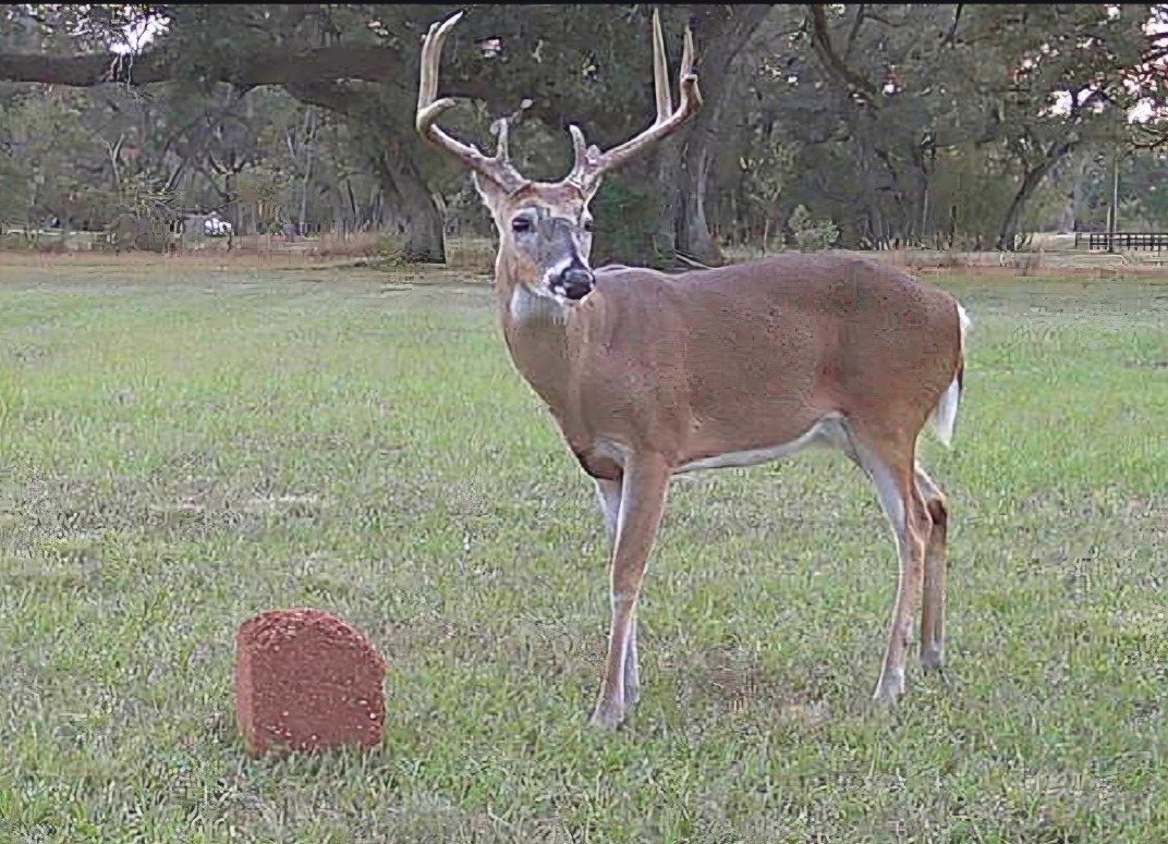 802 Comanche Trail Drive Rosharon, TX 77583 - Photo 8 of 8