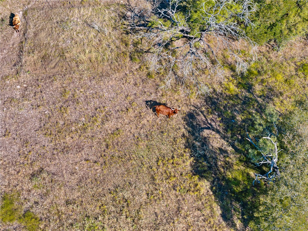 185 County Road 185 Anderson, TX 77830 - Photo 5 of 10