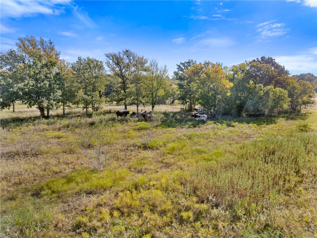 185 County Road 185 Anderson, TX 77830 - Photo 6 of 10
