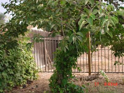 1126 North Klein Avenue Reedley, CA 93654 - Photo 20 of 25 Gallery Image 20