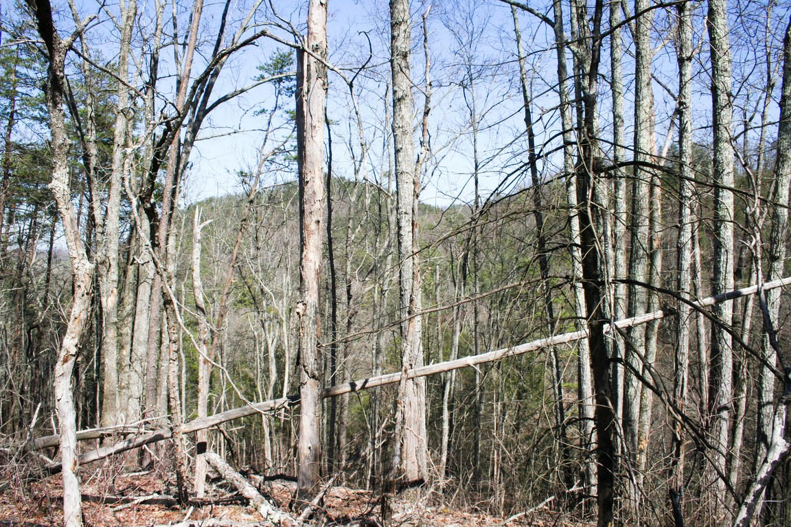 5.89-ac Gossamer Road Cosby, TN 37722 - Photo 1 of 15 IMG_6343