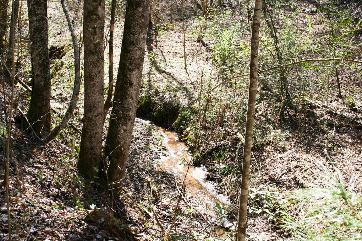 5.89-ac Gossamer Road Cosby, TN 37722 - Photo 2 of 15 IMG_6329