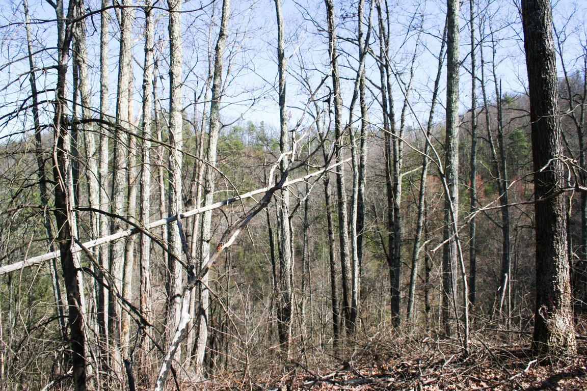 5.89-ac Gossamer Road Cosby, TN 37722 - Photo 11 of 15 IMG_6344