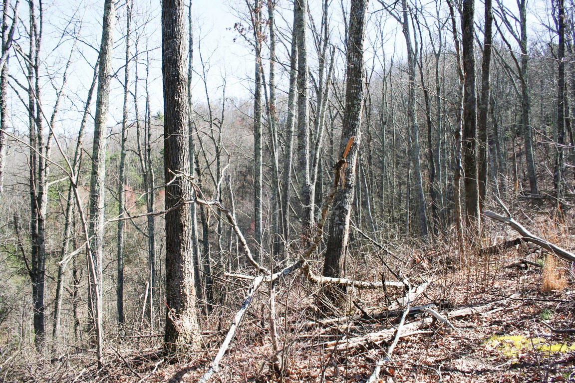 5.89-ac Gossamer Road Cosby, TN 37722 - Photo 12 of 15 IMG_6345