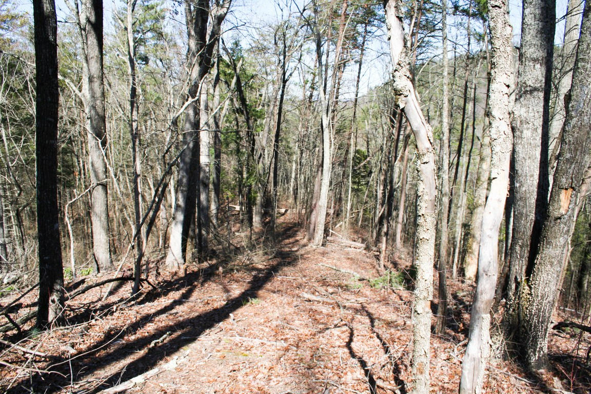 5.89-ac Gossamer Road Cosby, TN 37722 - Photo 14 of 15 IMG_6348