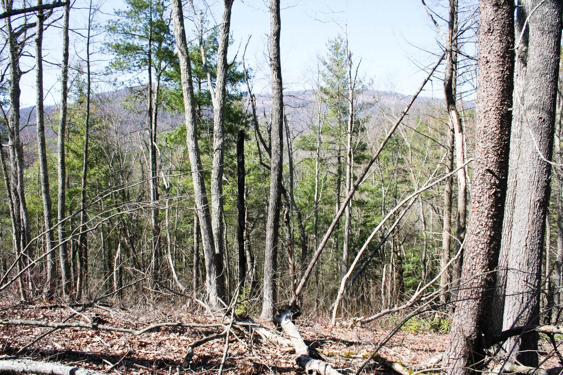 5.89-ac Gossamer Road Cosby, TN 37722 - Photo 15 of 15 IMG_6349