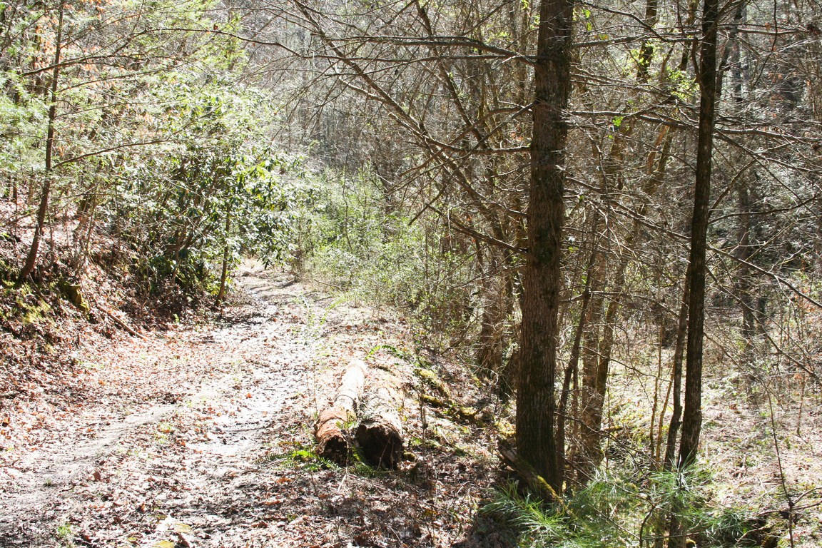 5.89-ac Gossamer Road Cosby, TN 37722 - Photo 3 of 15 IMG_6330