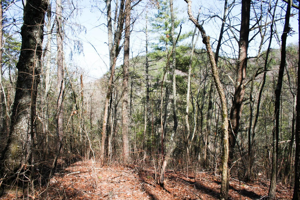 5.89-ac Gossamer Road Cosby, TN 37722 - Photo 4 of 15 IMG_6355