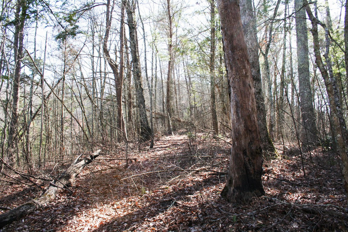5.89-ac Gossamer Road Cosby, TN 37722 - Photo 5 of 15 IMG_6356