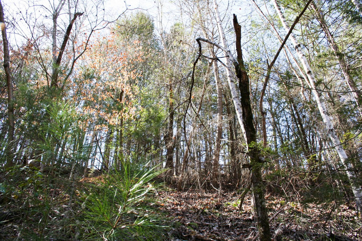 5.89-ac Gossamer Road Cosby, TN 37722 - Photo 6 of 15 IMG_6336