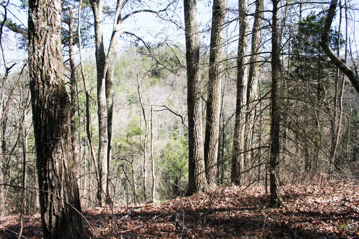 5.89-ac Gossamer Road Cosby, TN 37722 - Photo 7 of 15 IMG_6354