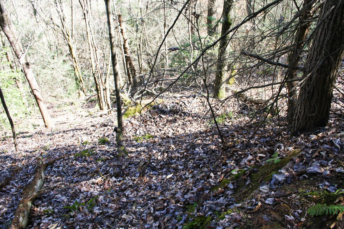 5.89-ac Gossamer Road Cosby, TN 37722 - Photo 8 of 15 IMG_6339