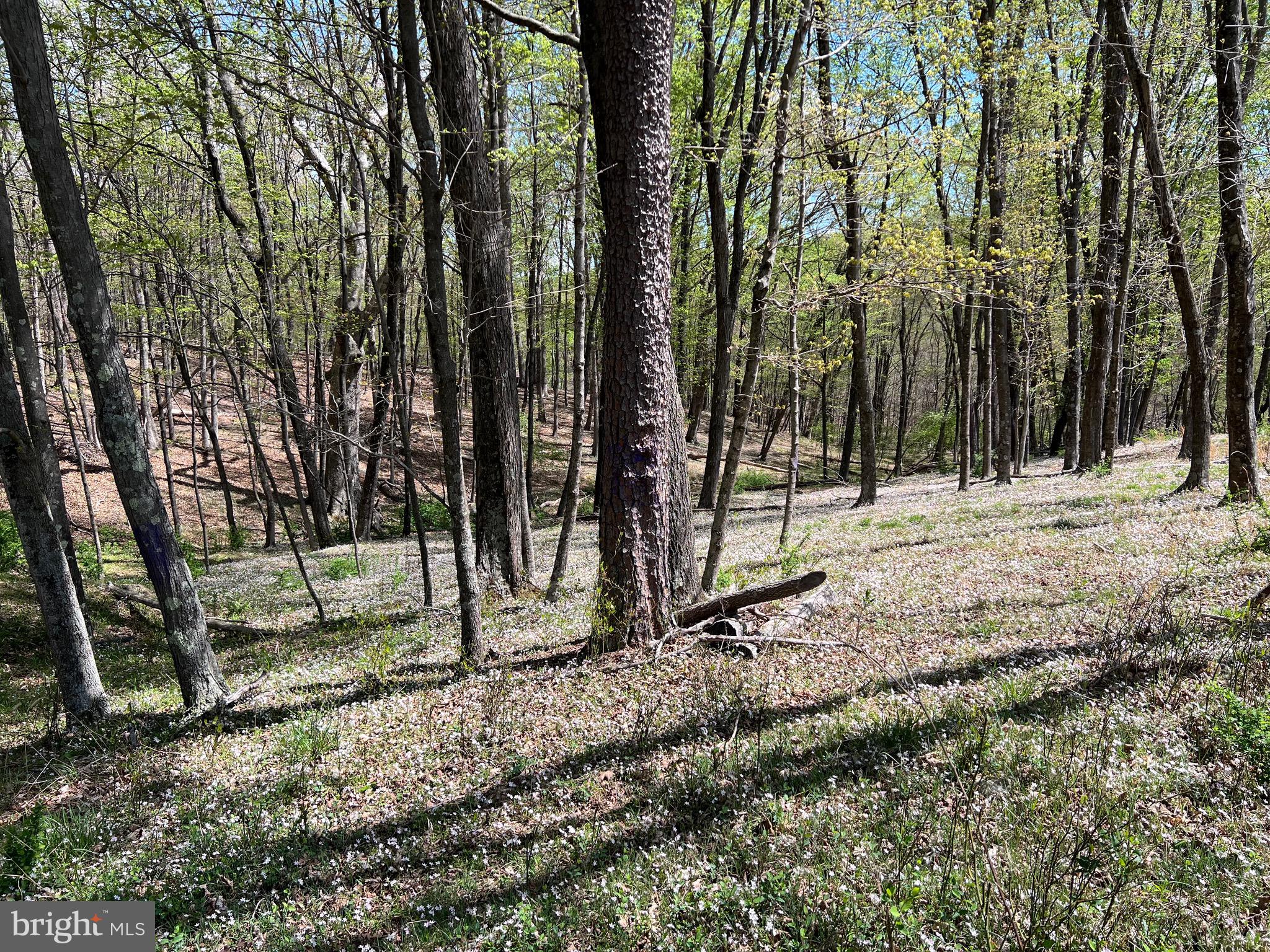 Timber Ridge Berkeley Springs, WV 25411 - Photo 2 of 14