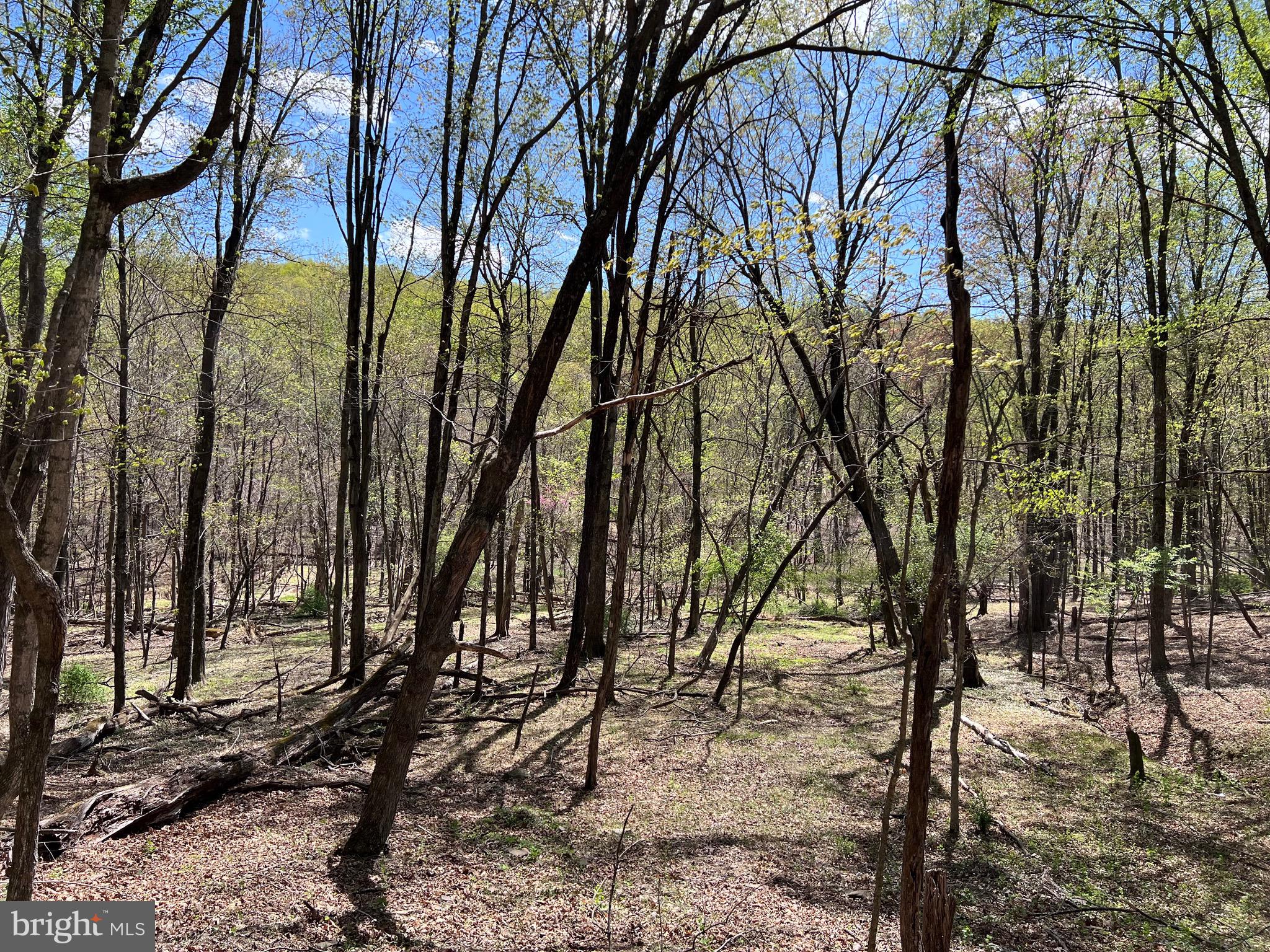 Timber Ridge Berkeley Springs, WV 25411 - Photo 4 of 14
