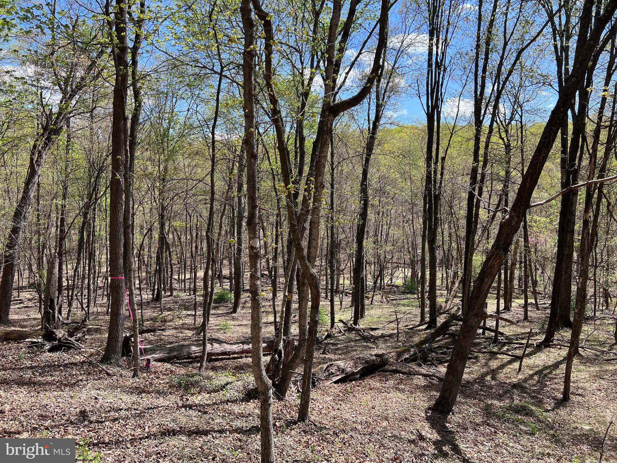 Timber Ridge Berkeley Springs, WV 25411 - Photo 7 of 14
