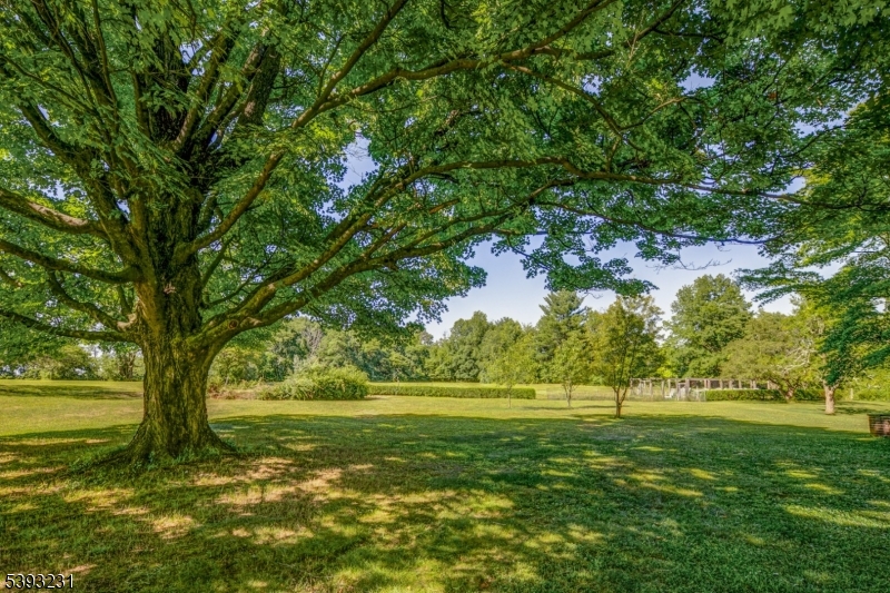 49 Liberty Corner Road Bernards, NJ 07931 - Photo 18 of 23 a view of yard with trees