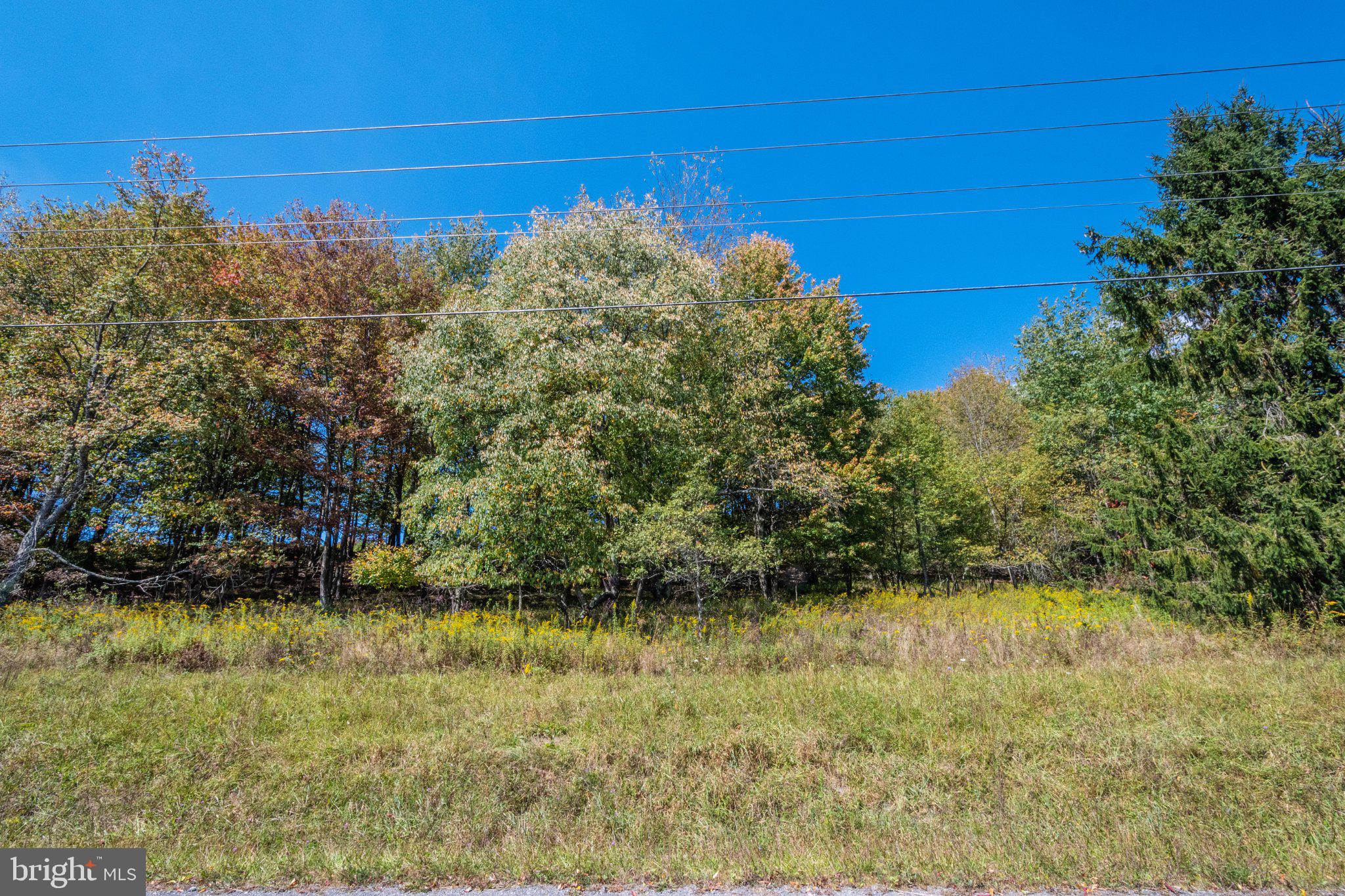 Sears Lane Swanton, MD 21561 - Photo 2 of 2 Vibrant foliage under a clear sky.