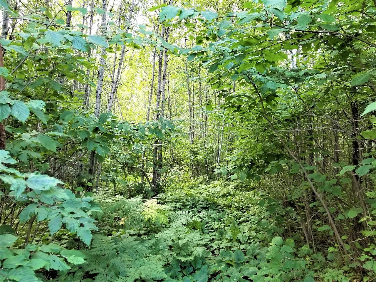Lot 26 Three Ten Road Mercer, WI 54547 - Photo 19 of 24 Gallery Image 19