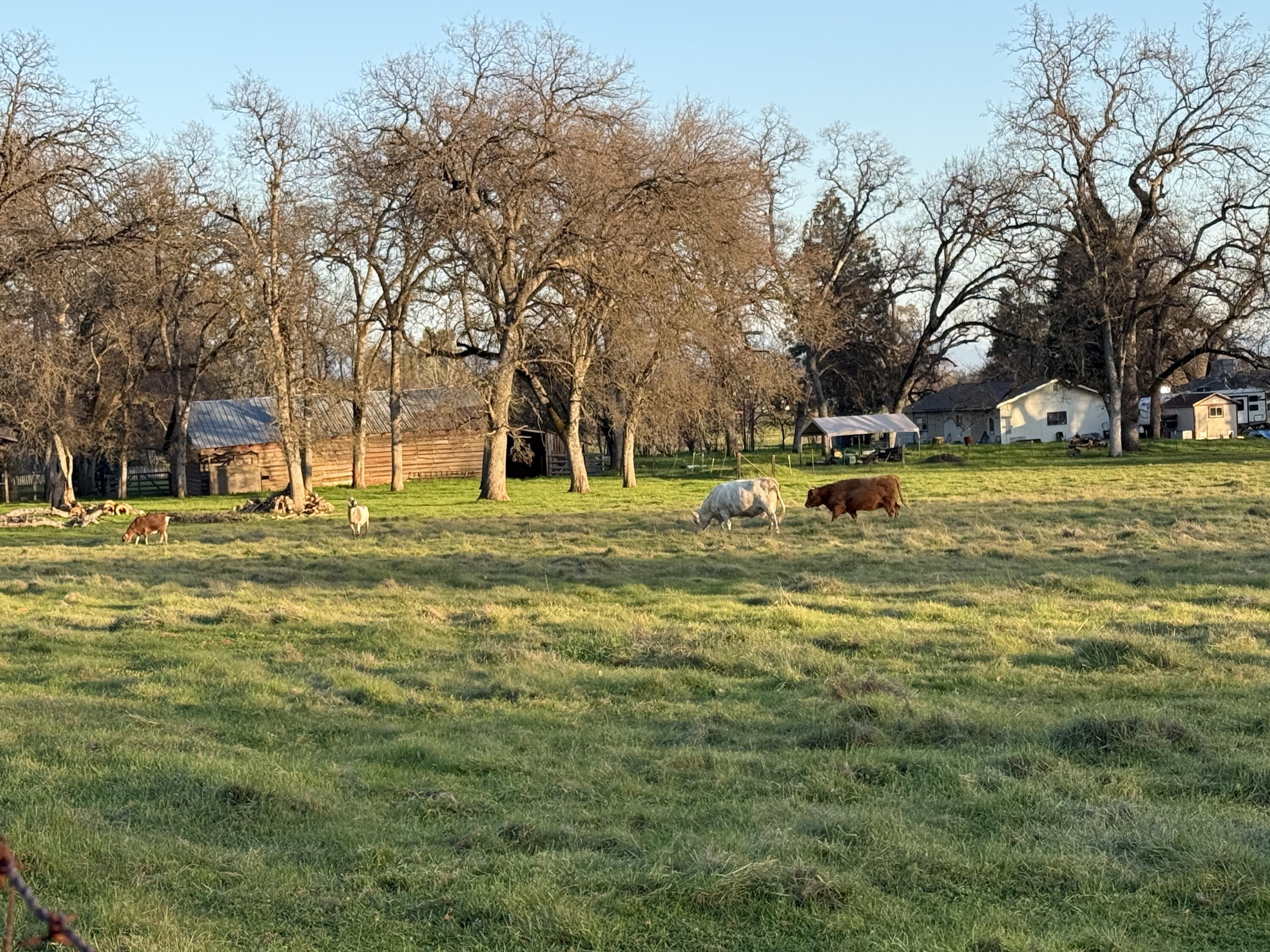 10241 Deschutes Road Palo Cedro, CA 96073 - Photo 34 of 56 a view of a ground with large trees