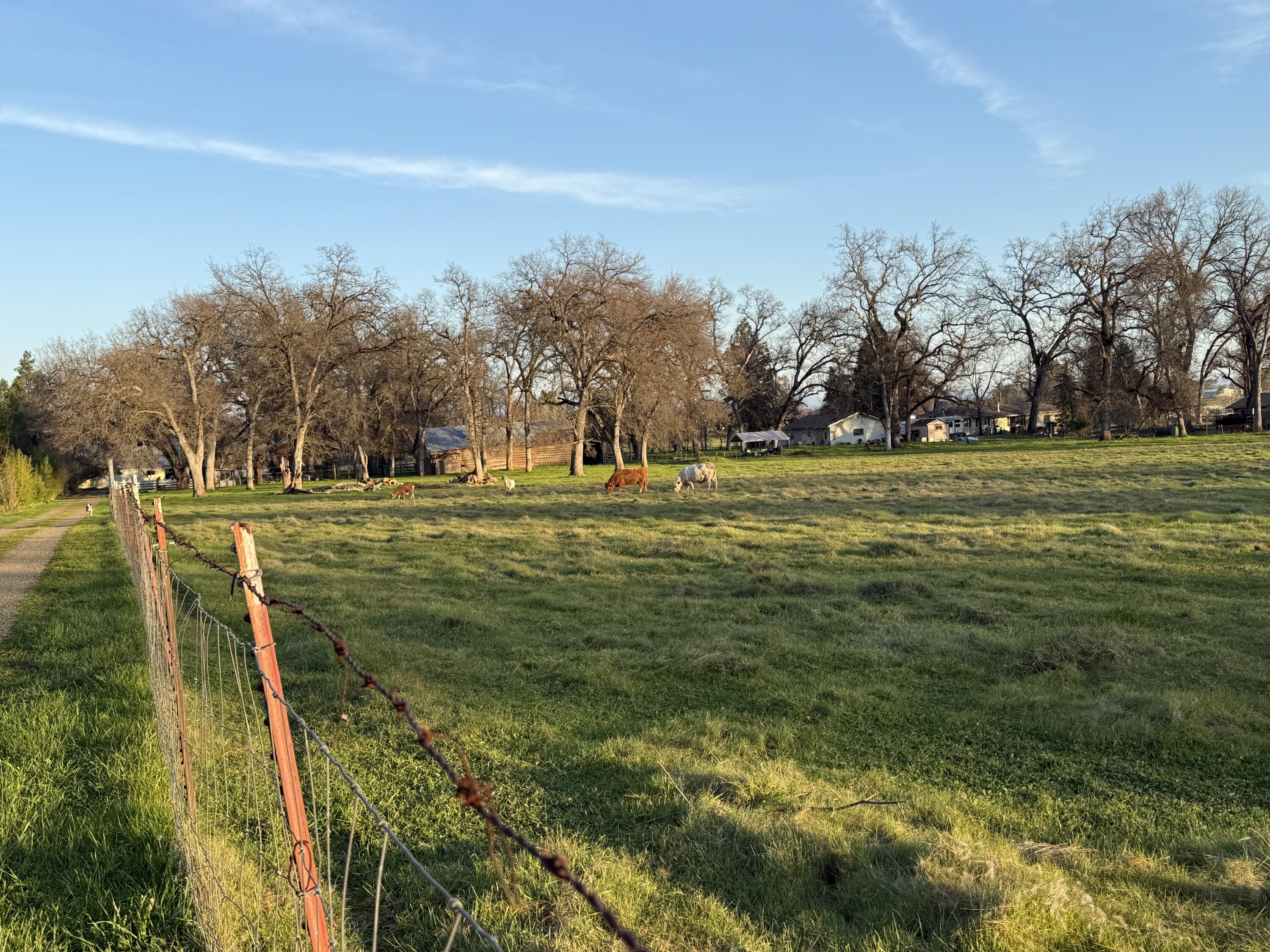 10241 Deschutes Road Palo Cedro, CA 96073 - Photo 35 of 56 a view of a field with an trees