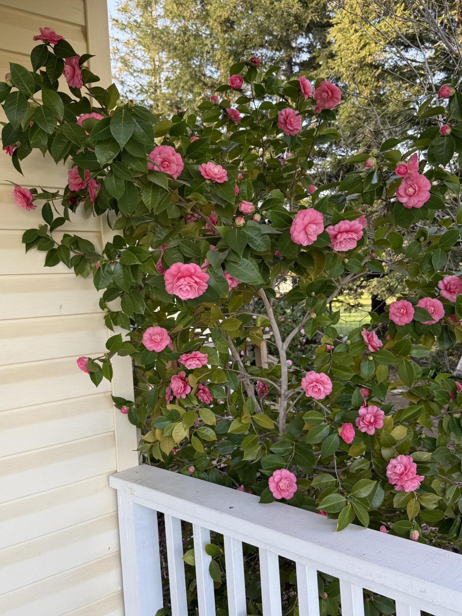 10241 Deschutes Road Palo Cedro, CA 96073 - Photo 6 of 56 Flowers in Bloom!