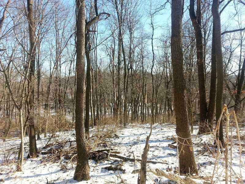 9406 Woodcrest Road Pittsburgh, PA 15237 - Photo 4 of 25 Land. Part of wooded privacy, lots of romping room