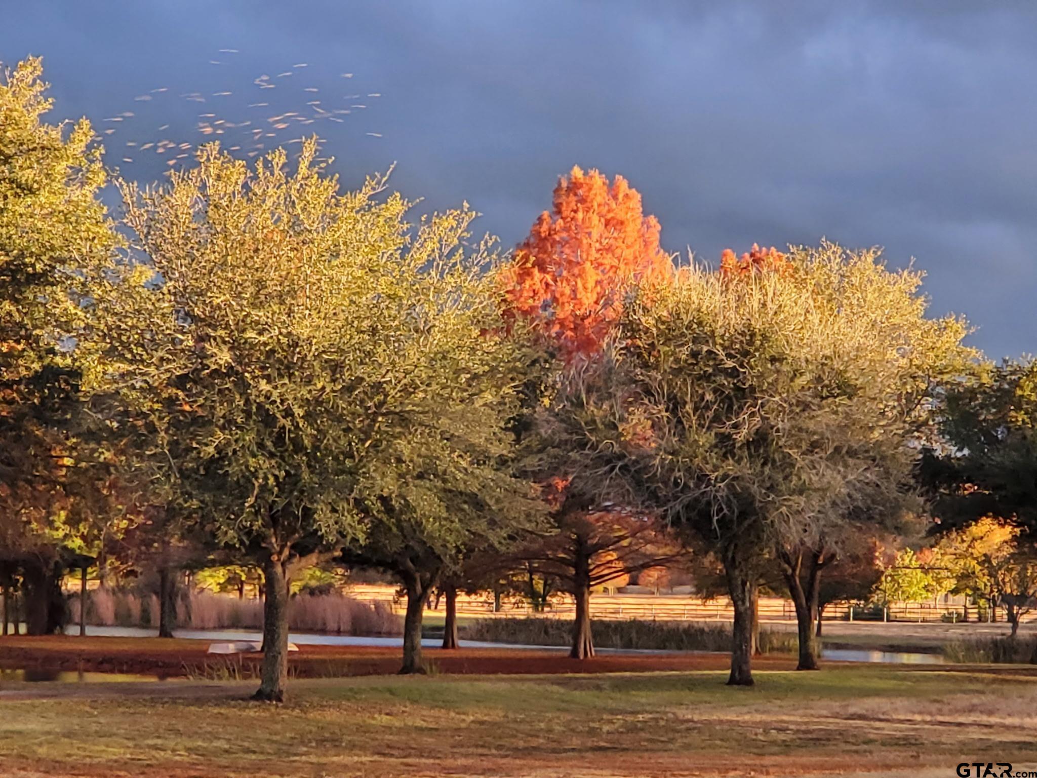 750 VZ County Road Ben Wheeler, TX 75754 - Photo 42 of 45