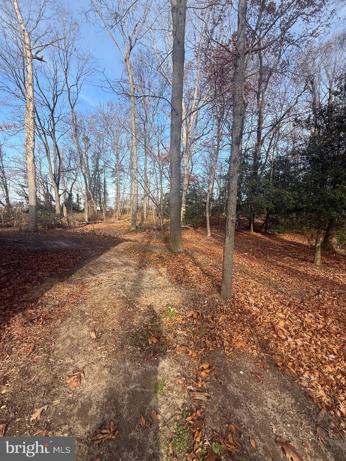 8859 Clendaniel Pond Road Lincoln, DE 19960 - Photo 7 of 25 a backyard of a house with lots of green space