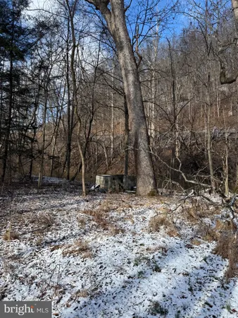 a view of a backyard with large trees