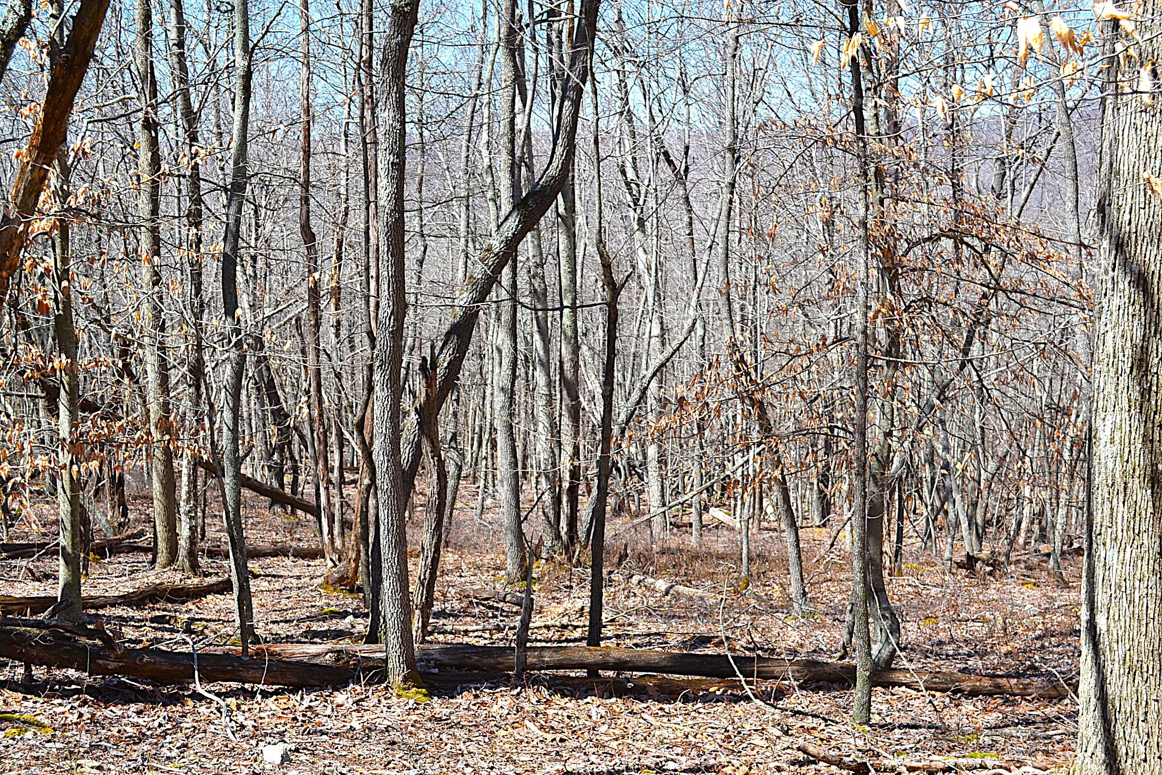 2245 Crowder Road Gap Mills, WV 24941 - Photo 36 of 41 Land View
